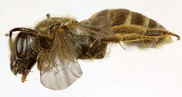 Image of Halictus tumulorum (Linnaeus 1758)