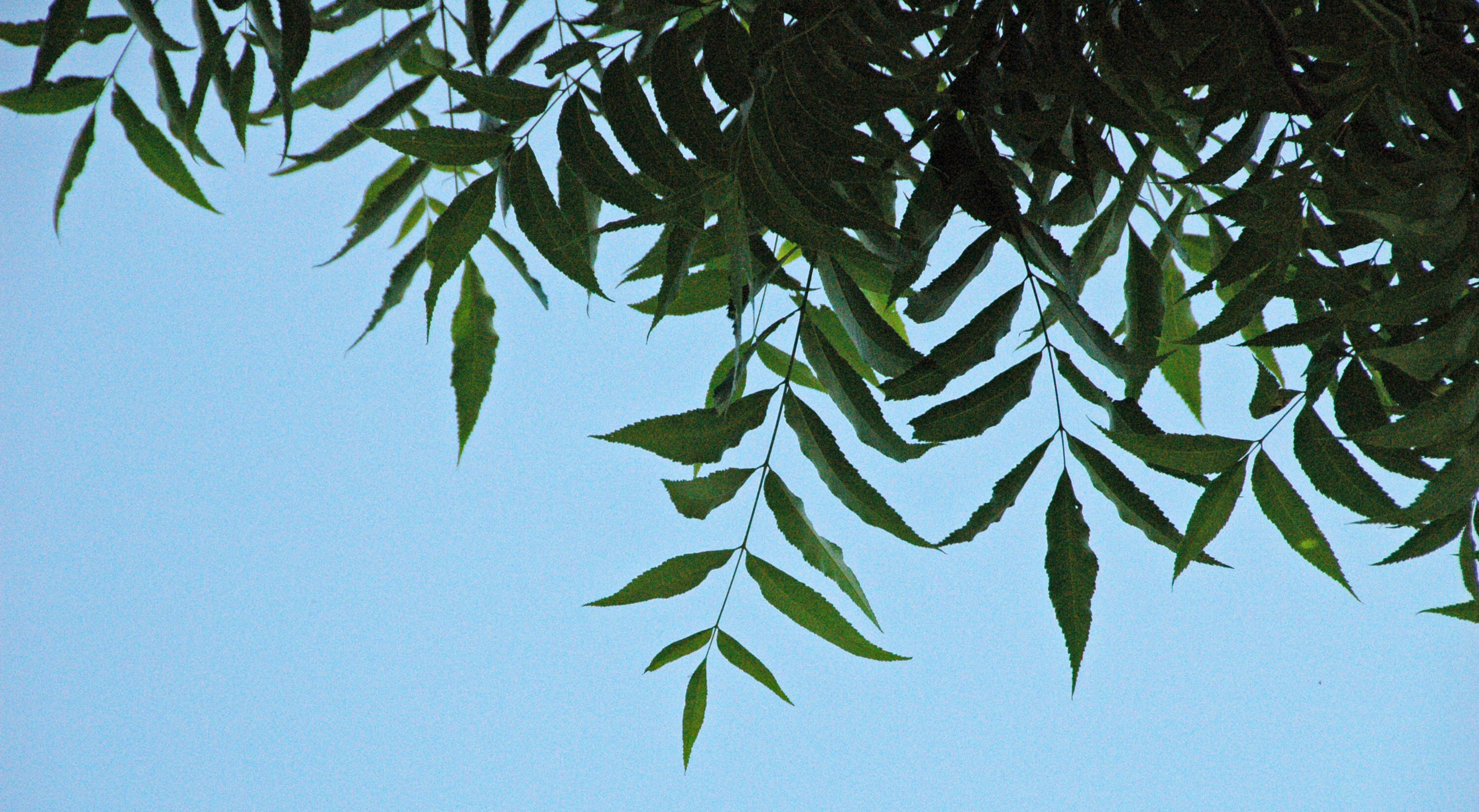 Image of Carya illinoinensis