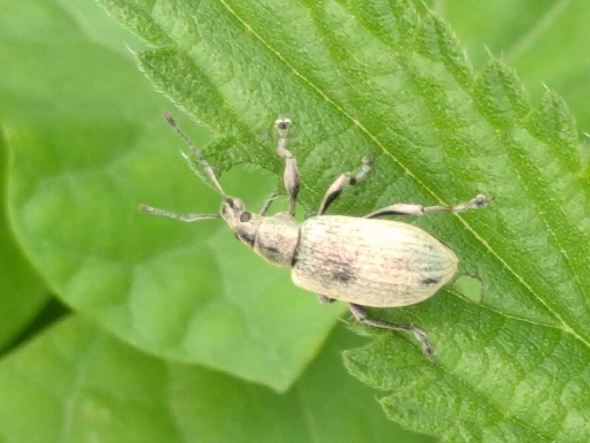 Image of Phyllobius (Metaphyllobius) pomaceus Gyllenhal 1834