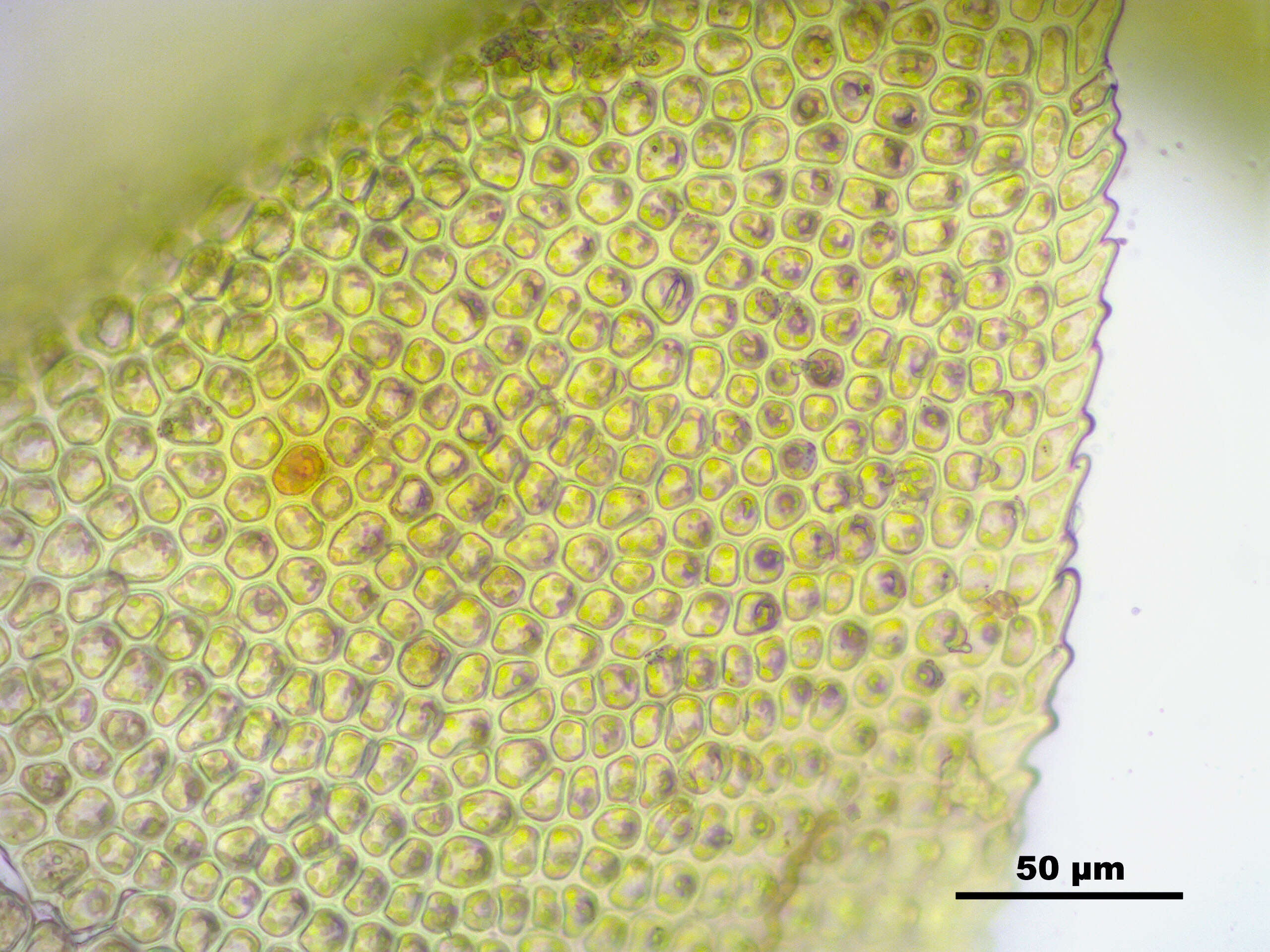 Image of paludella moss