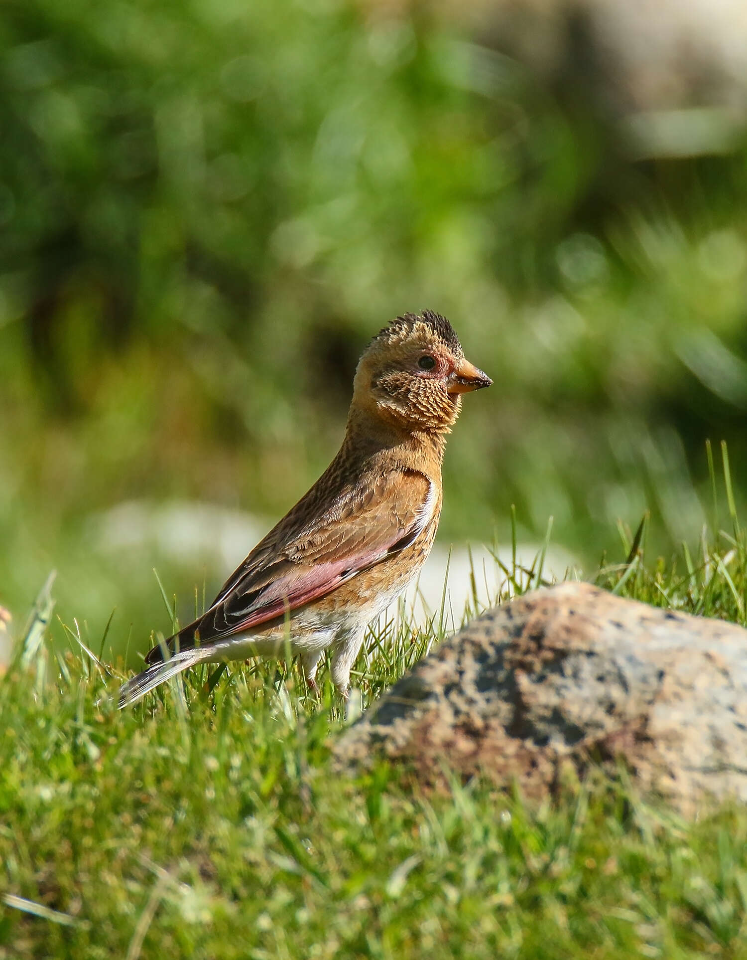 Image of Asian Crimson-winged Finch