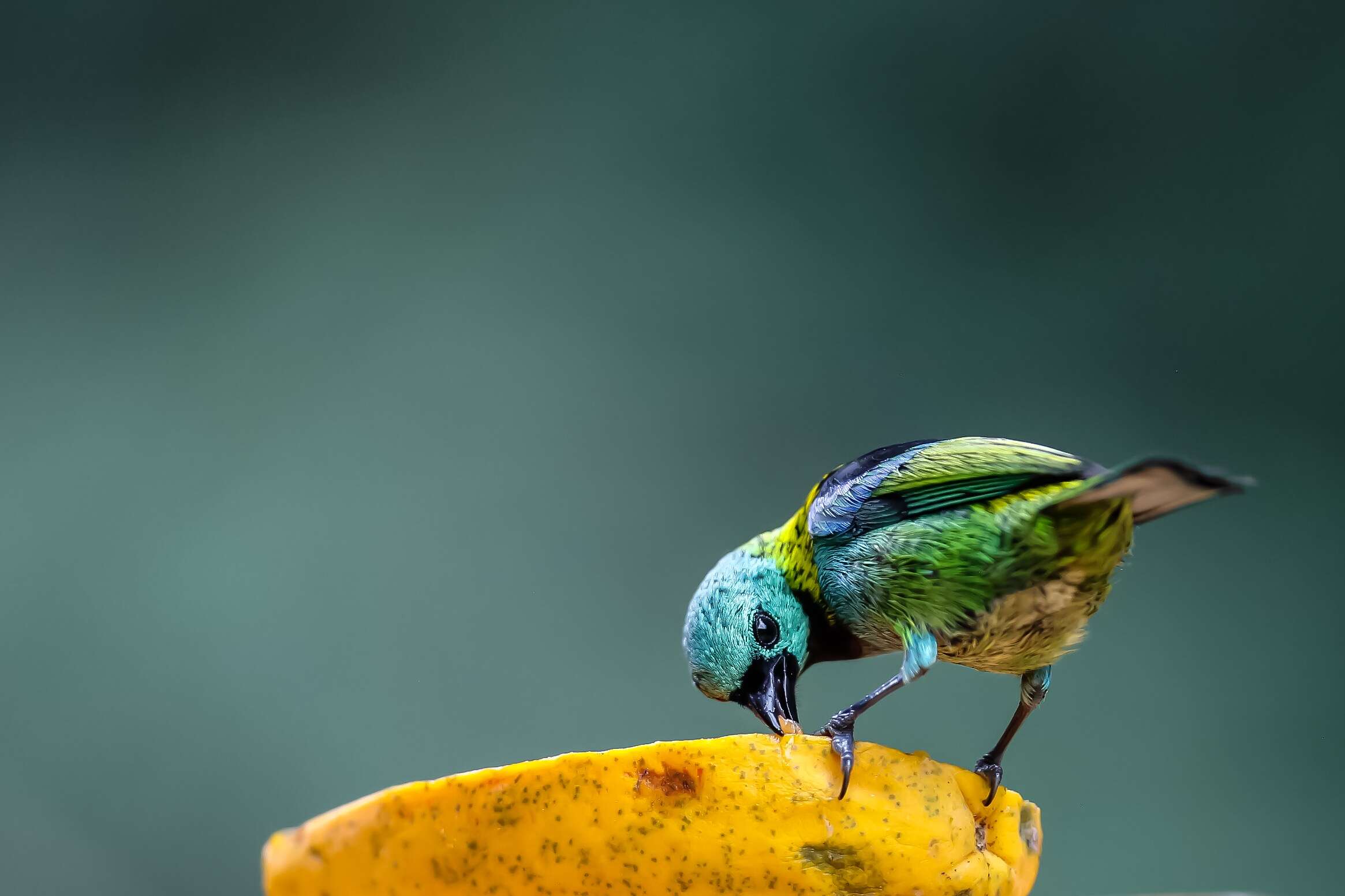 Image de Calliste à tête verte