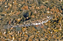 Plancia ëd Nesogobius