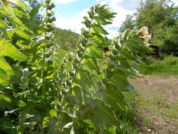 Image of black henbane