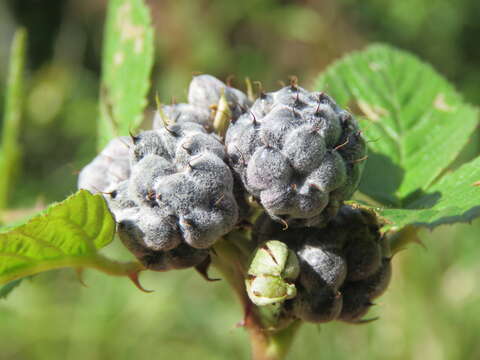 Image of Mysore raspberry