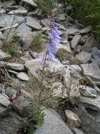 Image of European bellflower