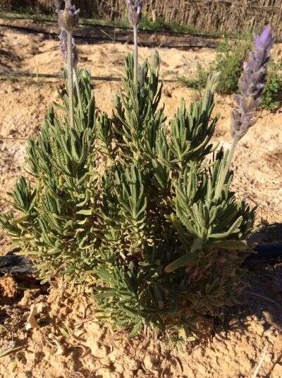 Image of French lavender