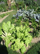 Image of Beta vulgaris subsp. vulgaris Cicla