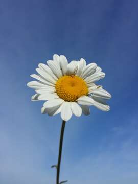 Image of Oxeye Daisy