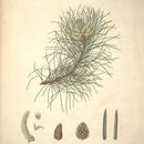 Image of Corsican pine