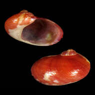 Image of Stomatella gattegnoi Poppe, Tagaro & Dekker 2006