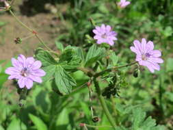 Image of hedgerow geranium