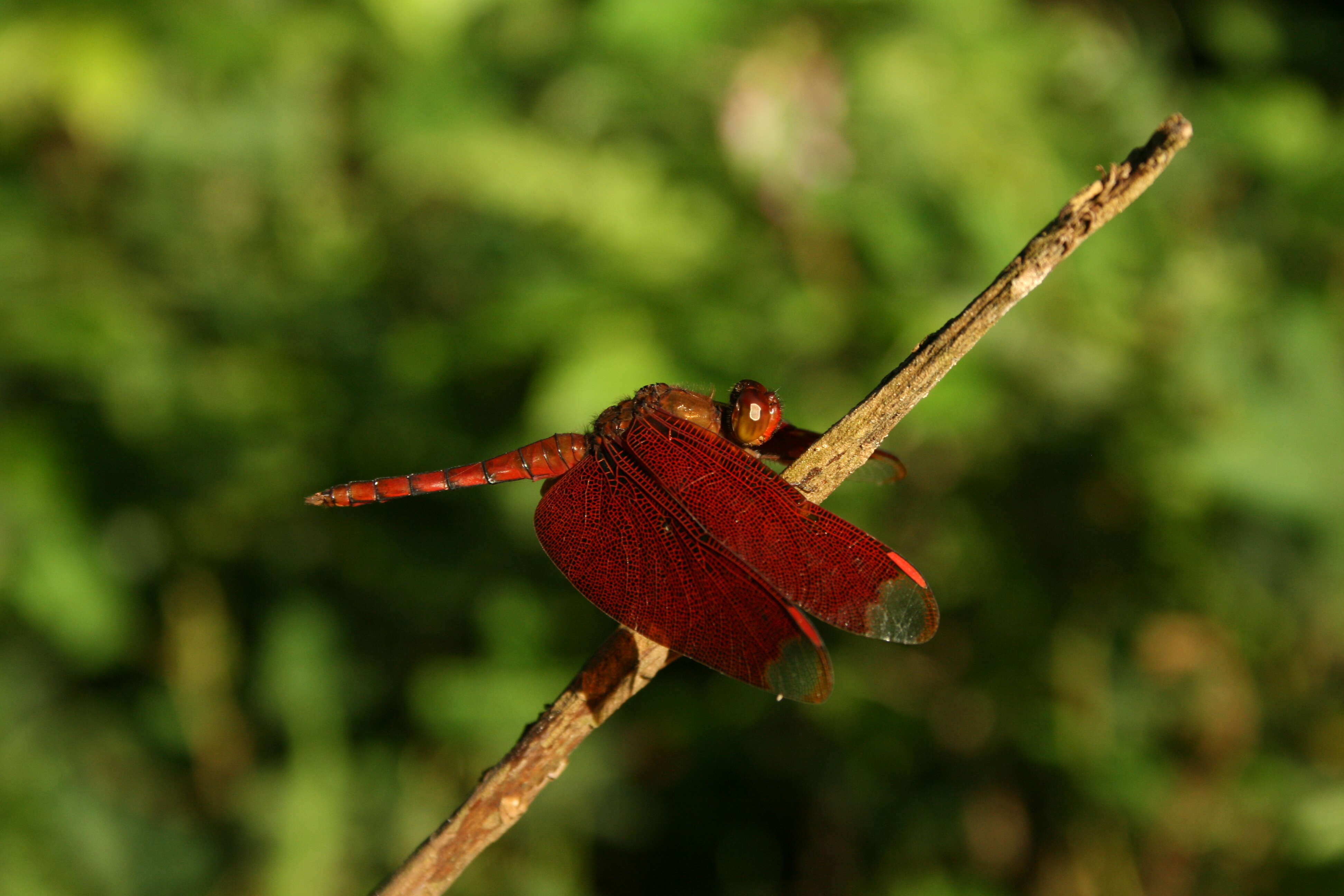 Image of Black Stream Glider