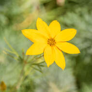 Image of whorled tickseed