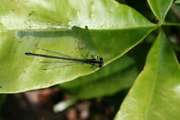 Image de Onychargia Selys 1865