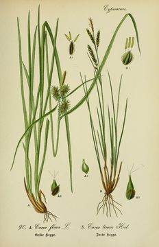 Image of yellow sedge