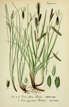 Image of heath sedge