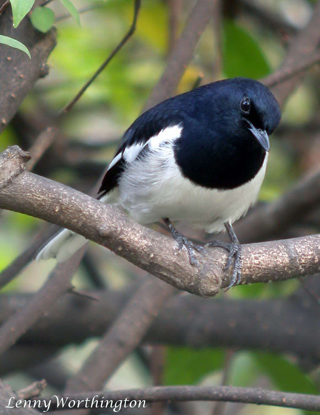 Image of Oriental Magpie Robin