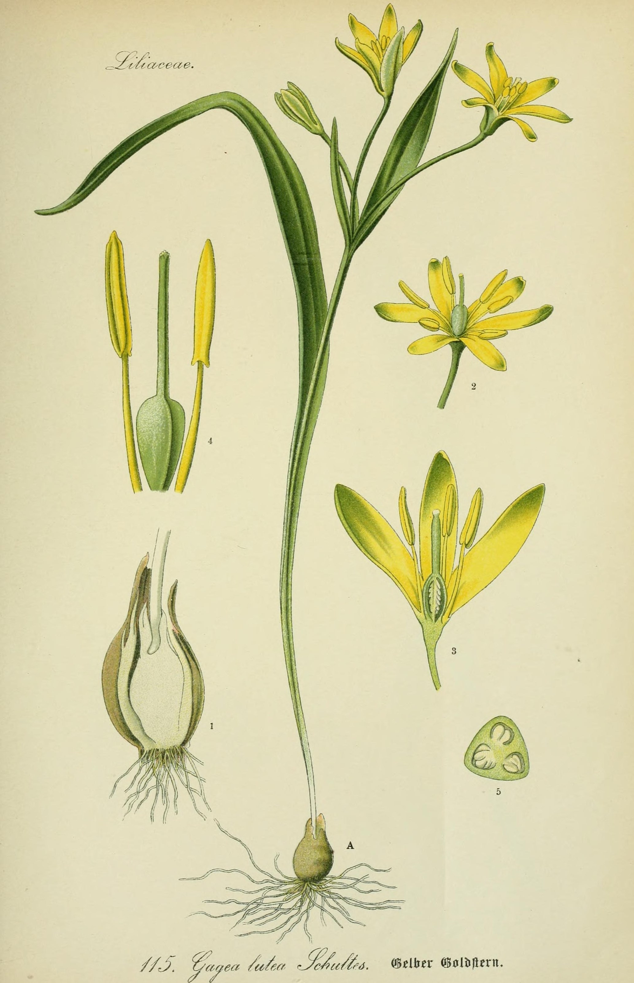 Гусиный лук (Gagea lutea)