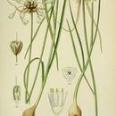 Image of <i>Allium flavum</i> L.
