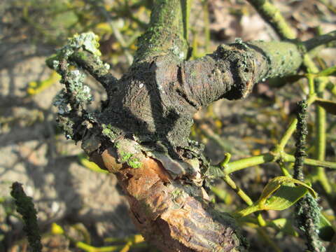 Image of European mistletoe