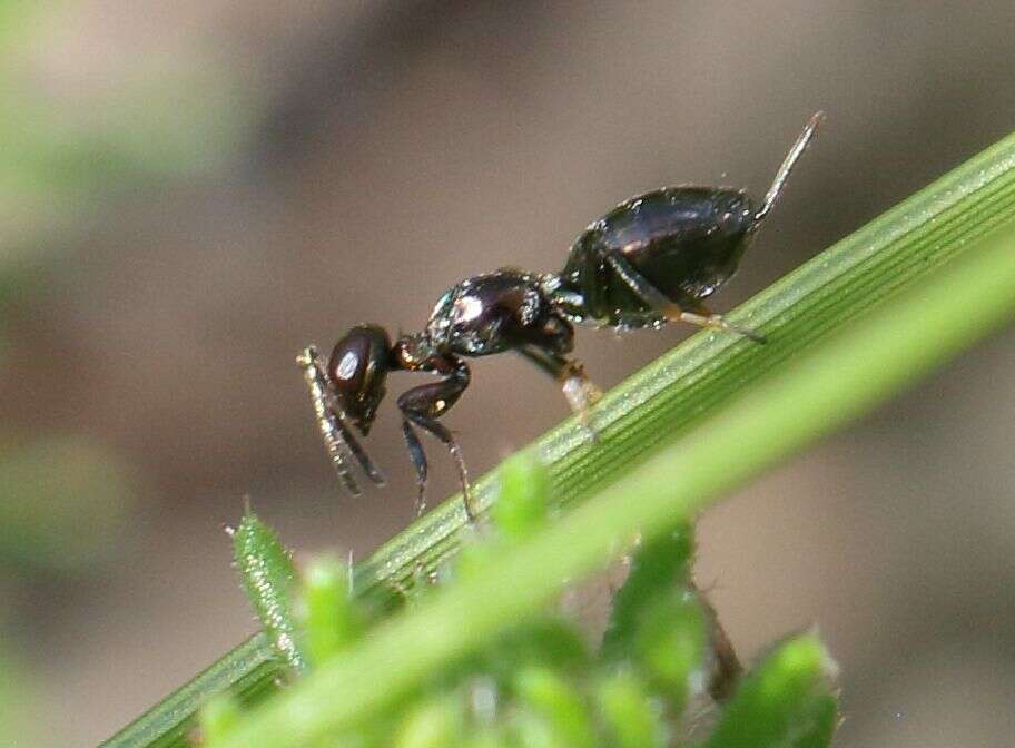 Image of eupelmid wasps