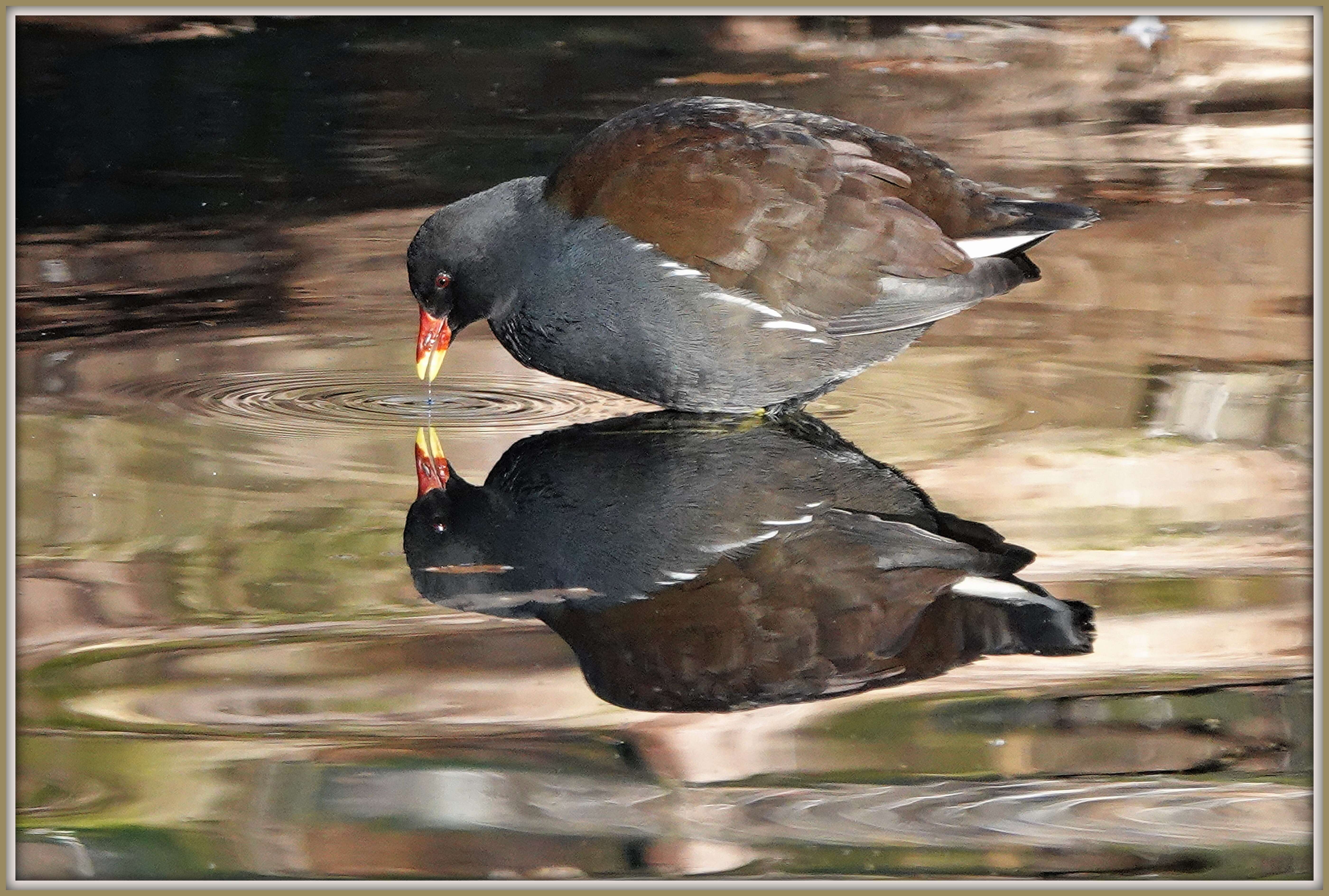 Image of Common Moorhen