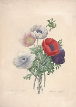 Image of anemone