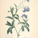 Image of True Forget-Me-Not