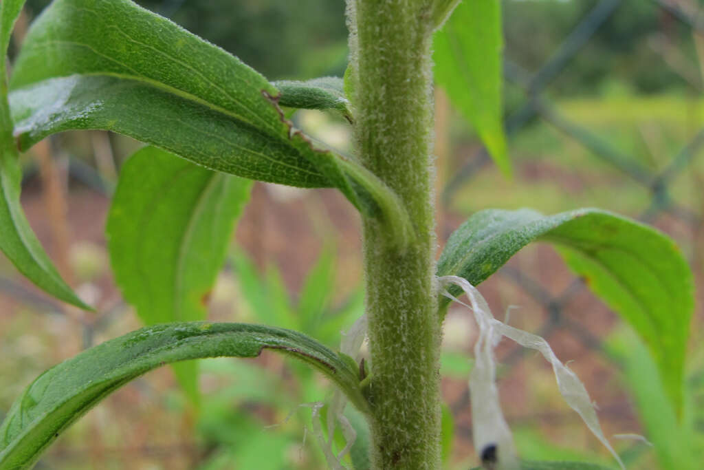 Solidago canadensis L. resmi