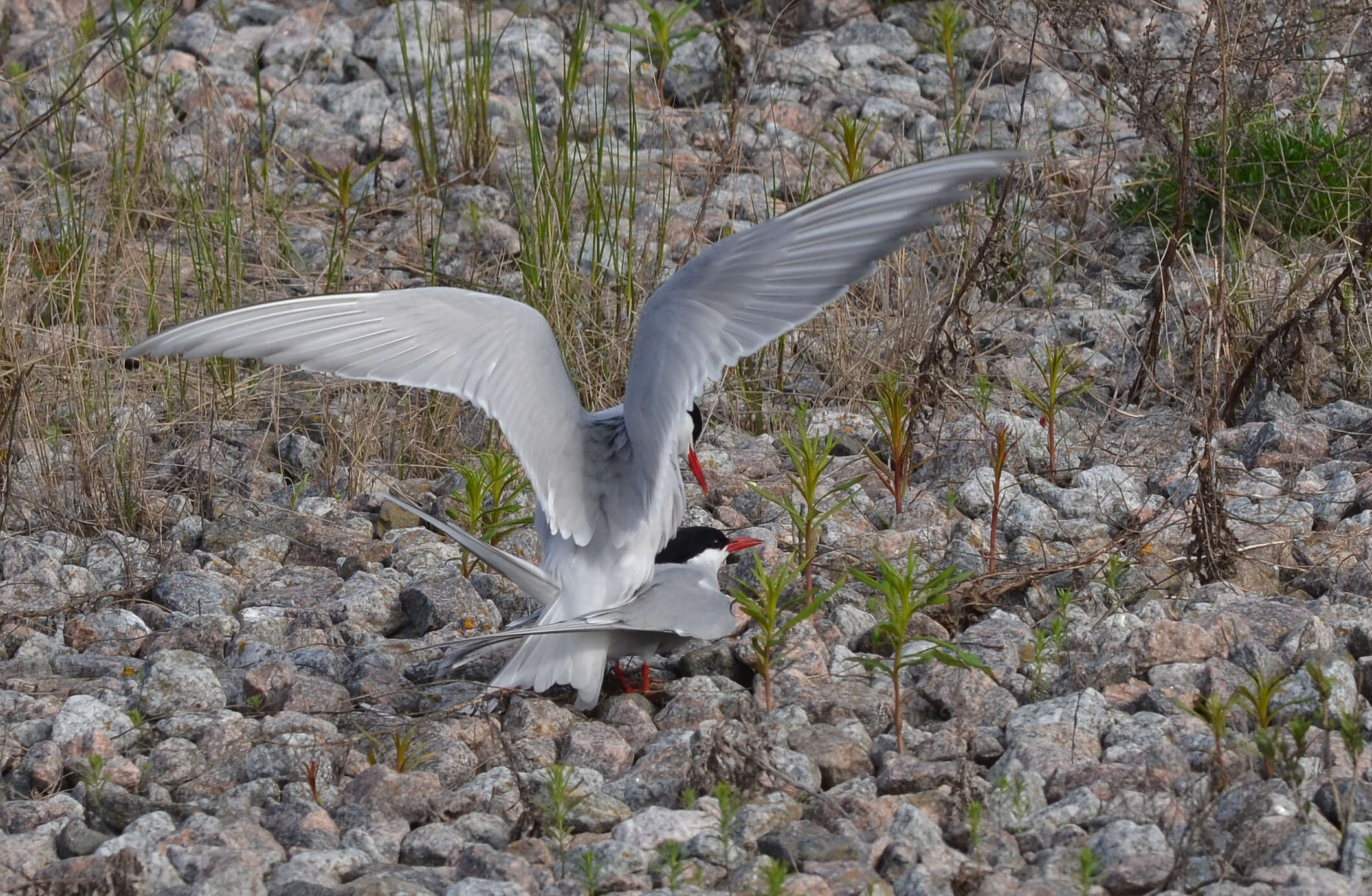 Image of Arctic Tern