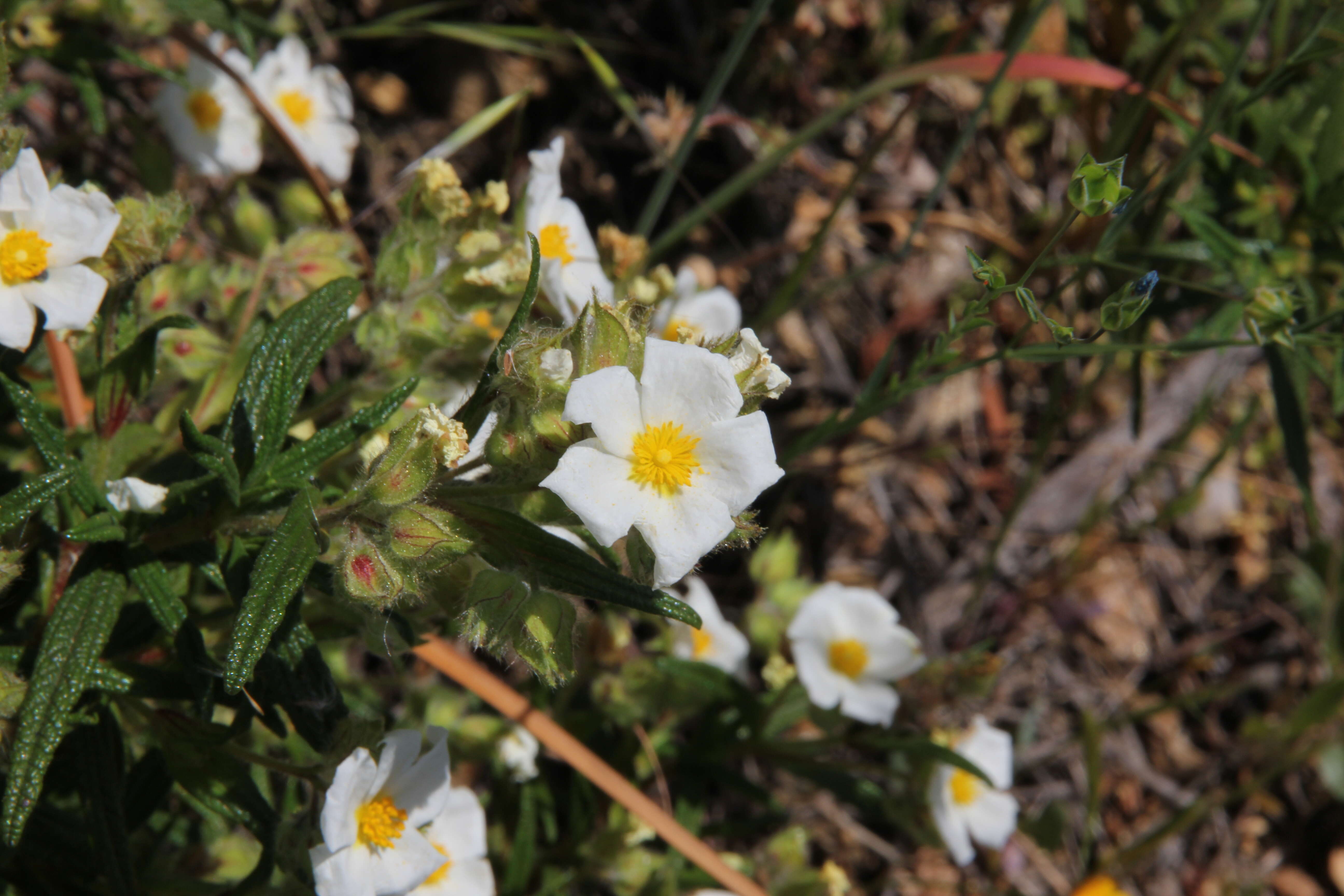 Image of Montpelier cistus