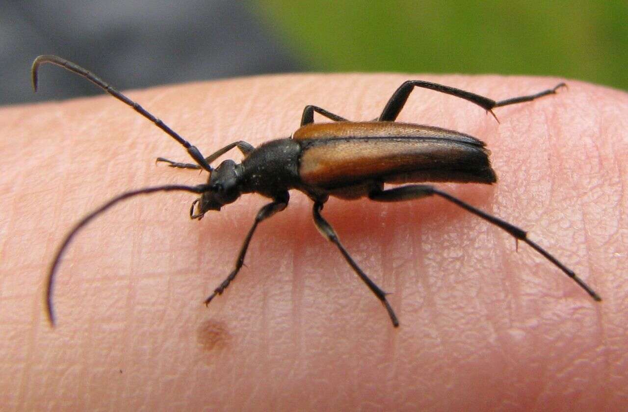 Image of Black-striped Longhorn Beetle