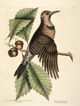 Image of Swamp Chestnut Oak