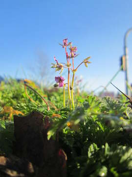 Imagem de Erodium cicutarium (L.) L'Her.