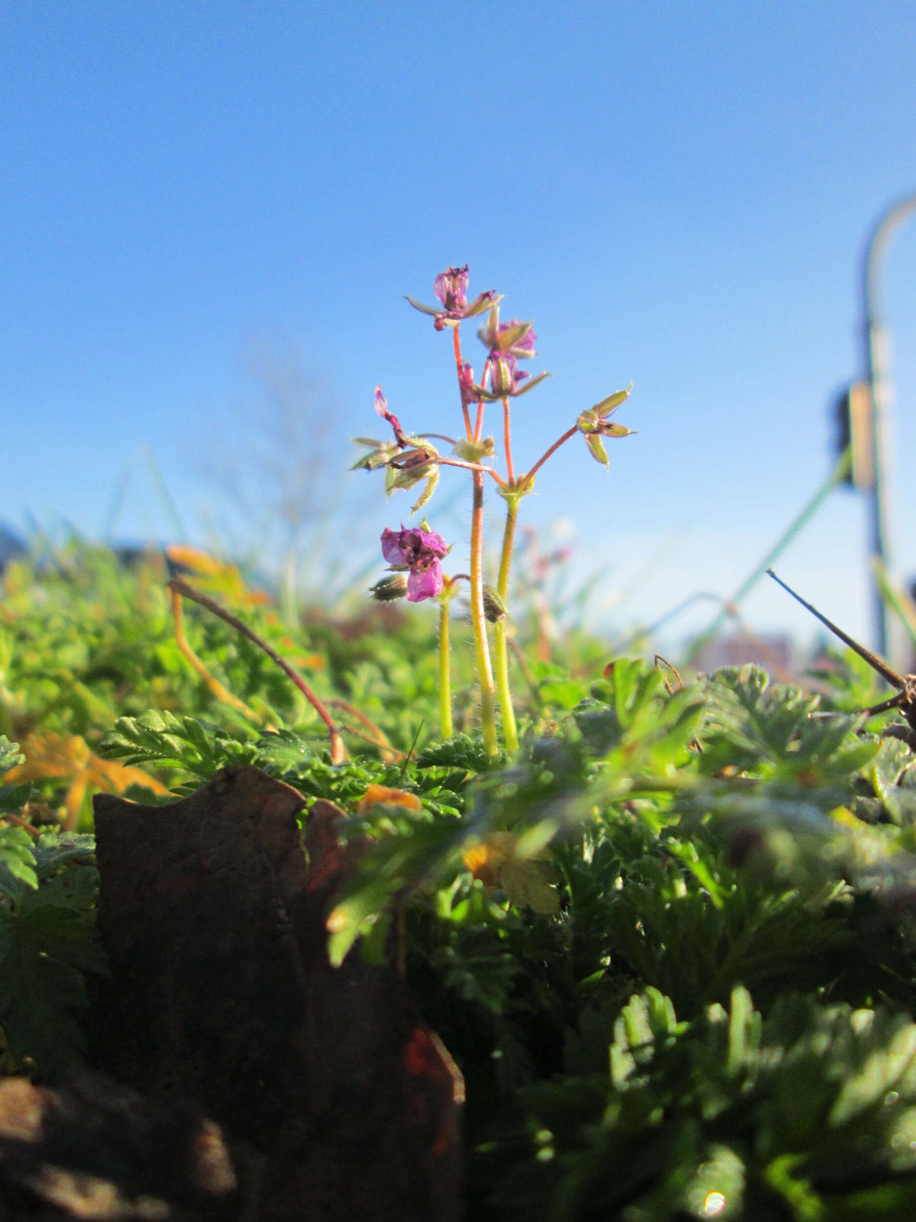 Image of Common Stork's-bill