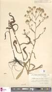 Image of Symphyotrichum graminifolium (Spreng.) G. L. Nesom
