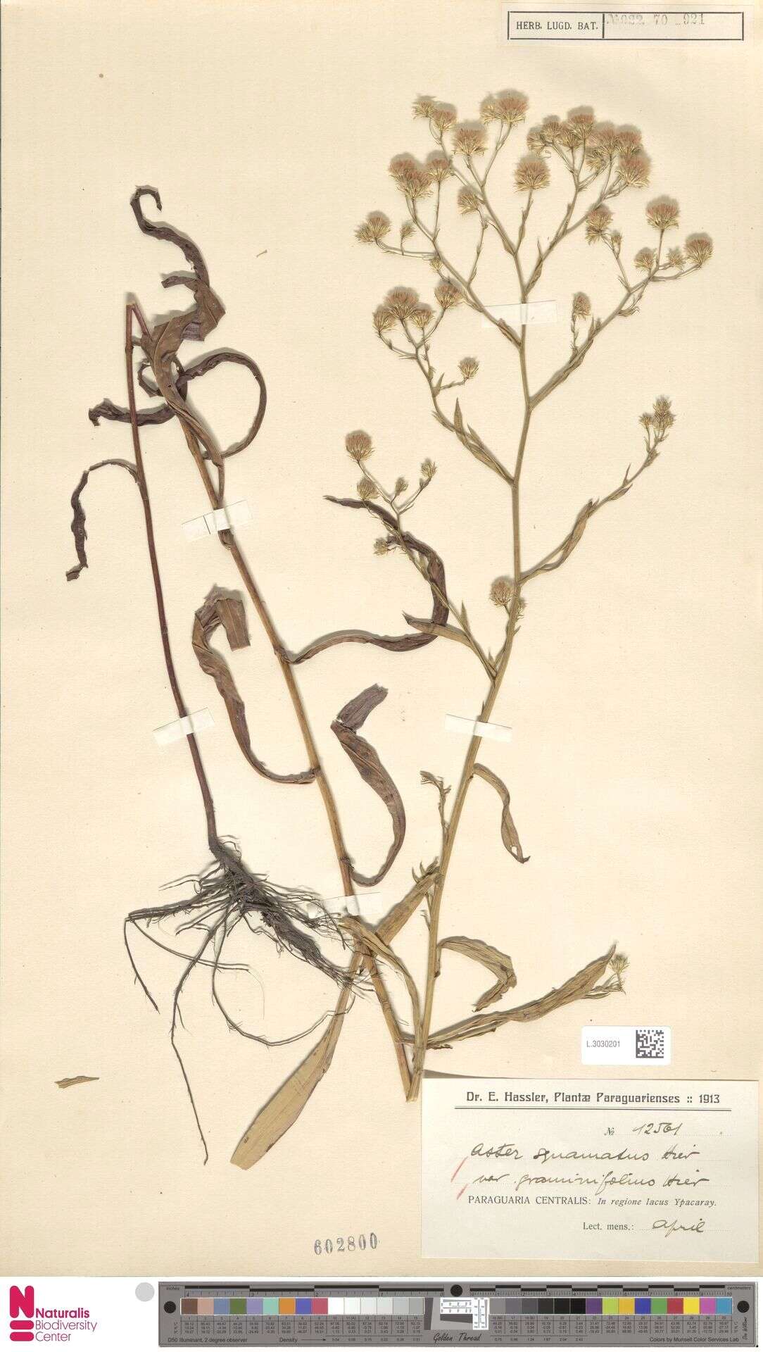 Image of Symphyotrichum graminifolium (Spreng.) G. L. Nesom