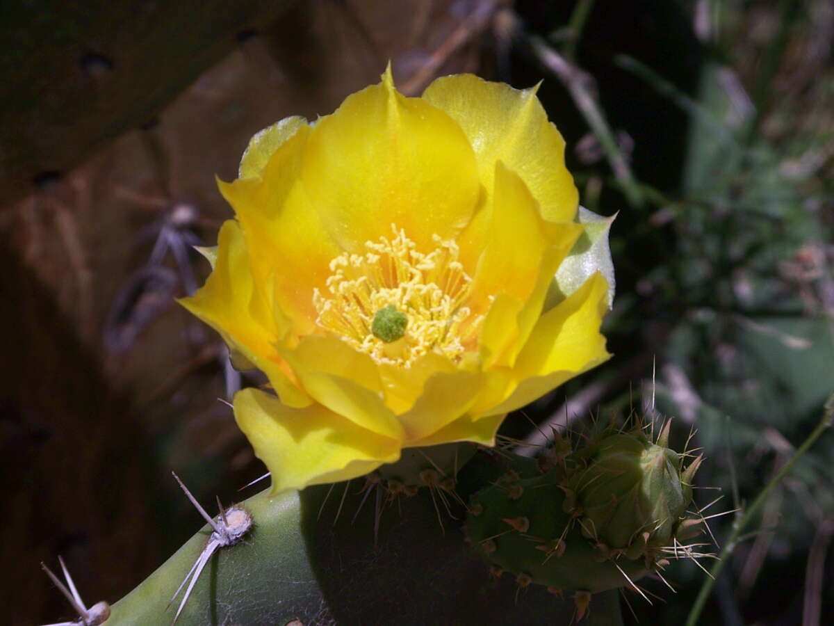 Image of Opuntia robusta H. L. Wendl. ex Pfeiff.