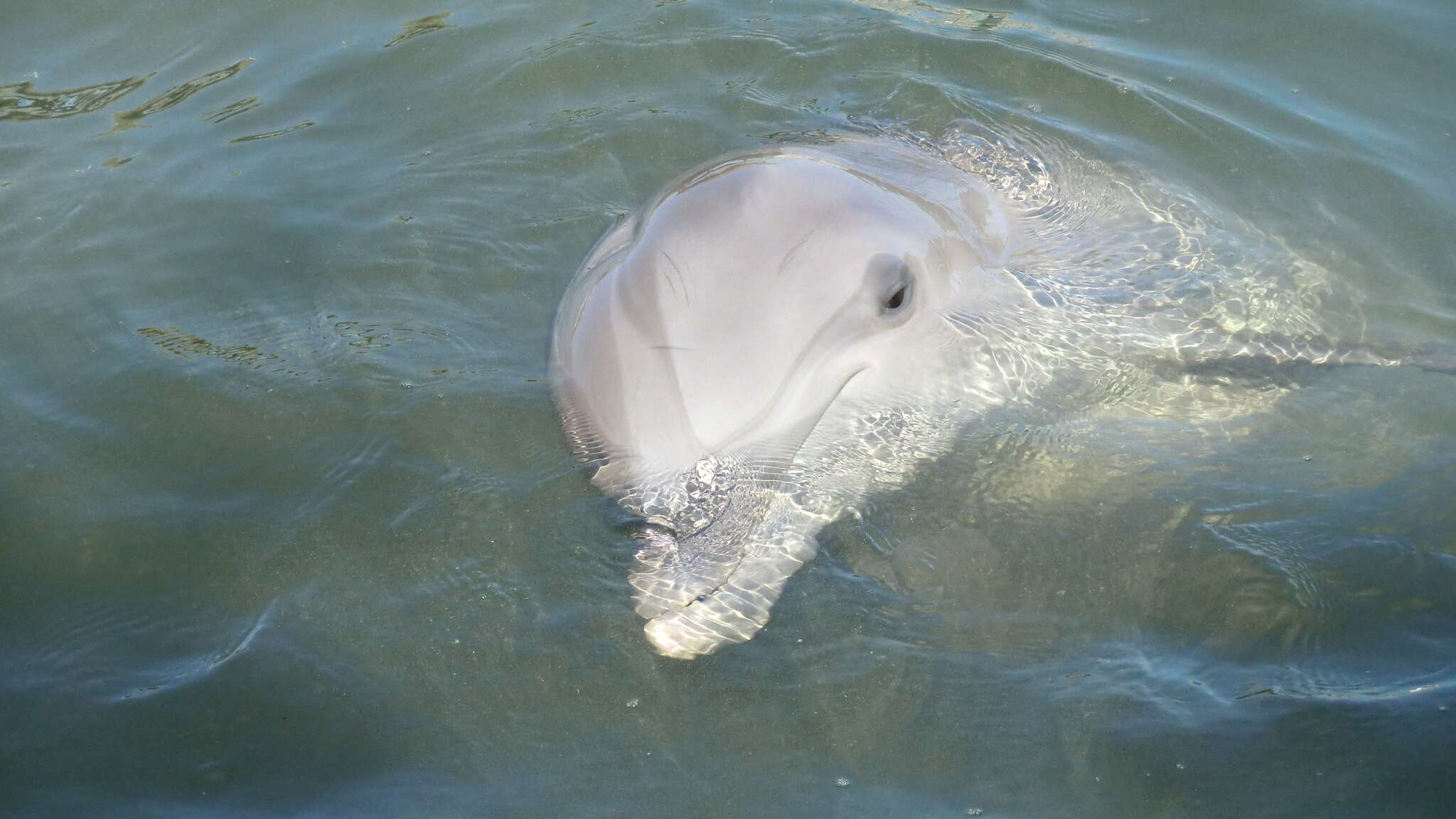 Image of Bottlenose Dolphin