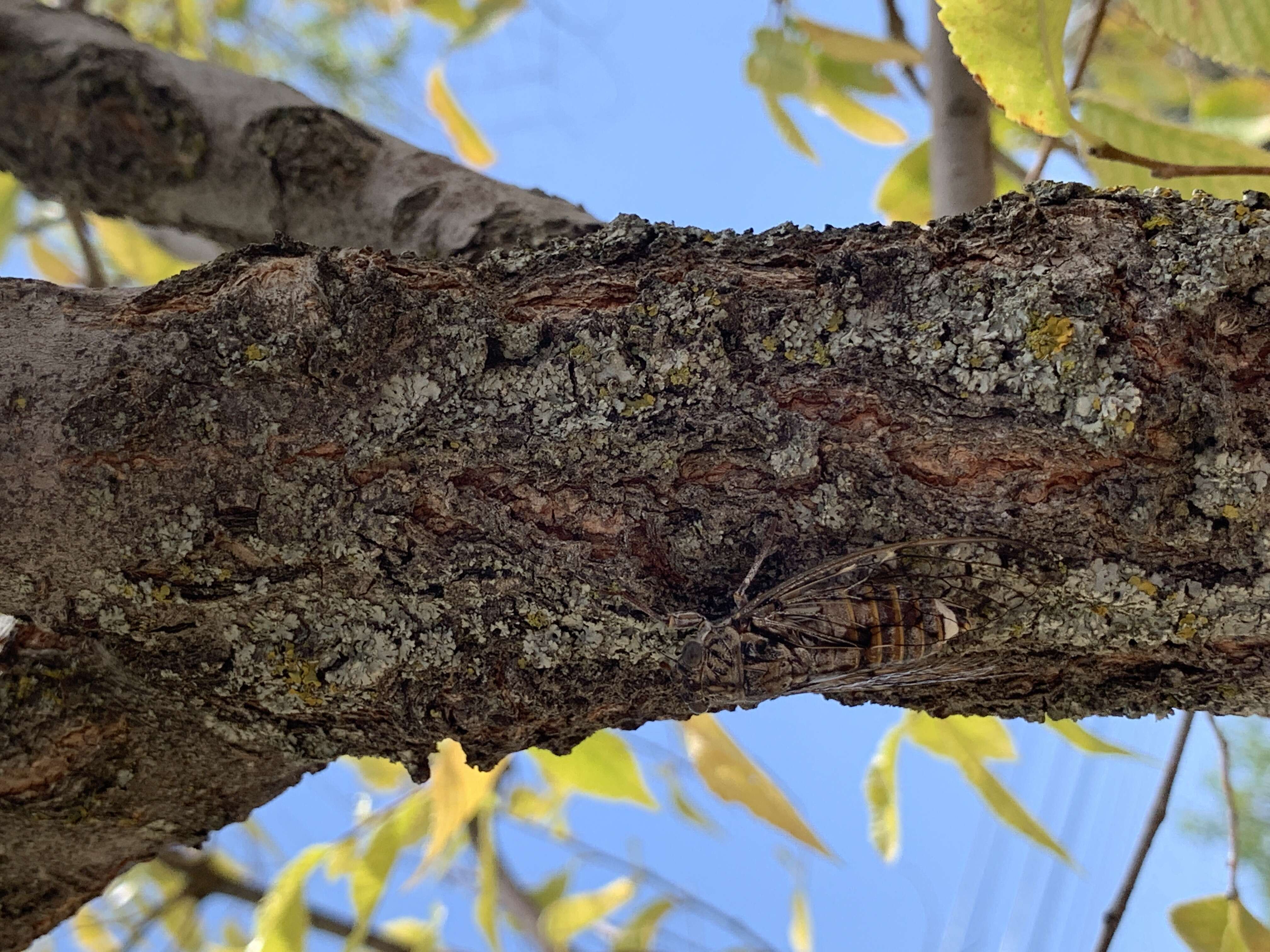 Image of Cicadas, Leafhoppers, and Treehoppers