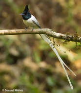 Image of Asian Paradise-Flycatcher