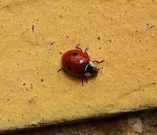 Plancia ëd Adalia bipunctata (Linnaeus 1758)