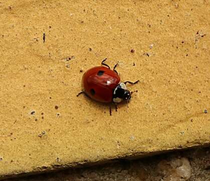 Image of twospotted lady beetle