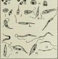 Image of 'Leishmania donovani species complex'