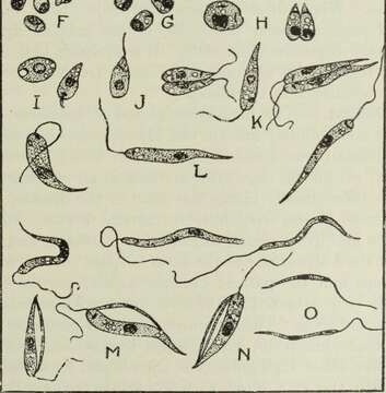 Imagem de Leishmania donovani