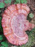 Image of lingzhi mushroom