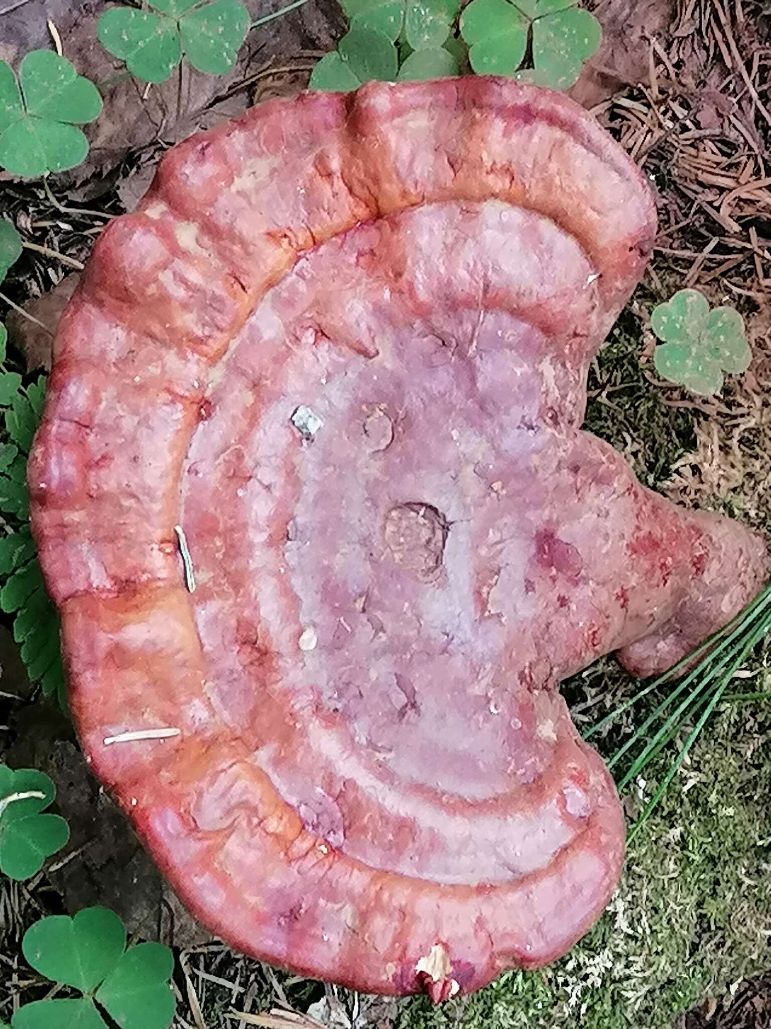 Image of lingzhi mushroom