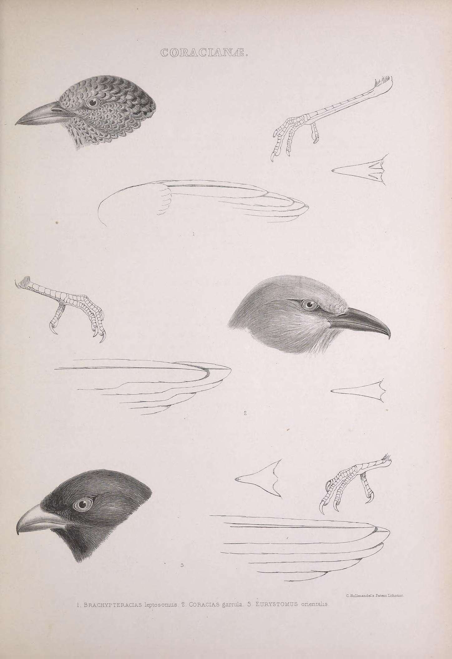 Image of Brachypteracias Lafresnaye 1834