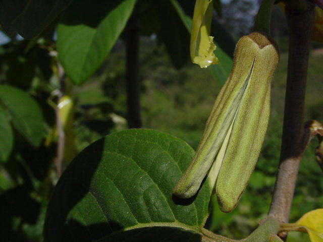 Plancia ëd Annona cherimola Mill.